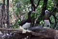 brown boobies have yellow & green feet